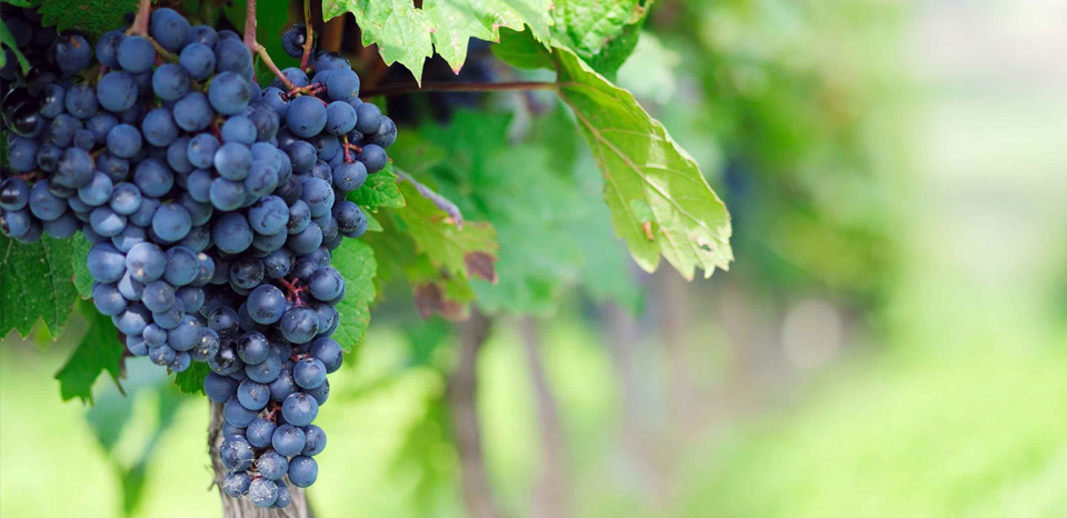 lebende Mykorrhiza Pilze Weinreben lebendes Myzel für Weintrauben riesige-süße-weintrauben